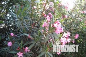 Дом 25м², 1-этажный, посуточно,