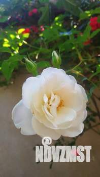 Дом 35м², 2-этажный, посуточно,