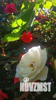 Дом 35м², 2-этажный, посуточно,