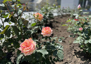 Дом 239м², 2-этажный, участок 7 сот.