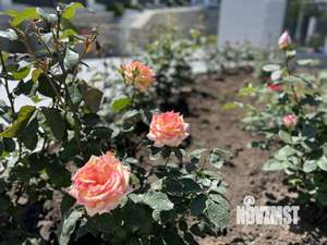 Дом 239м², 2-этажный, участок 7 сот.