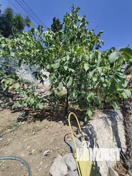 Дом 66м², 1-этажный, участок 8 сот.