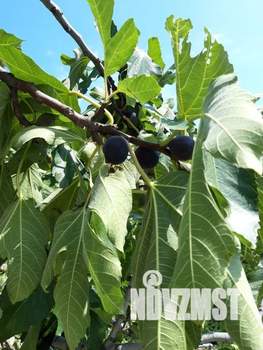 Дом 33м&sup2;, 1-этажный, посуточно, 