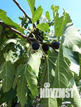 Дом 33м&sup2;, 1-этажный, посуточно, 