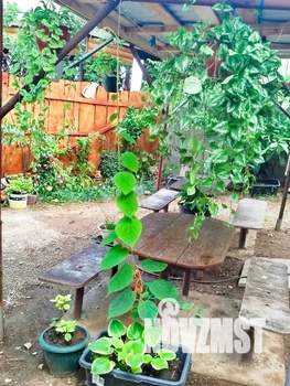 Дом 20м², 1-этажный, посуточно, 