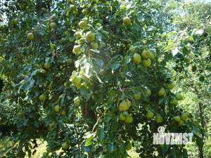 Дом 97м&sup2;, 1-этажный, участок 20 сот.  