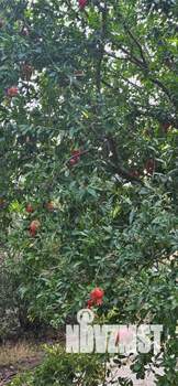 Дом 215м&sup2;, 3-этажный, участок 14 сот.  