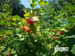 Дом 97м&sup2;, 1-этажный, участок 20 сот.  