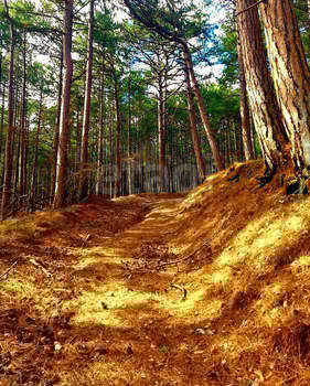 Дом 229м&sup2;, 3-этажный, участок 4 сот.  