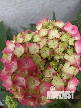 Студия квартира, посуточно, 25м2, 1/1 этаж