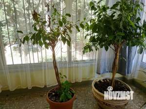 2-к квартира, на длительный срок, 60м2, 2/2 этаж